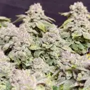 High Pressure Aeroponics, Irie Maiden
