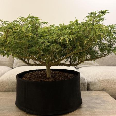 Frosty ‘Bonsai’ Freak