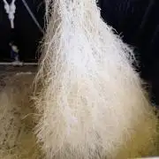 HPA. Irie Maiden, Romulan Genetics.