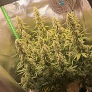 Sticky Broccoli - Eternity Grow Cup 26