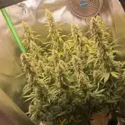 Sticky Broccoli - Eternity Grow Cup 26