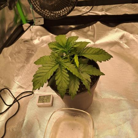 OG Kush SFV - Advanced Seeds