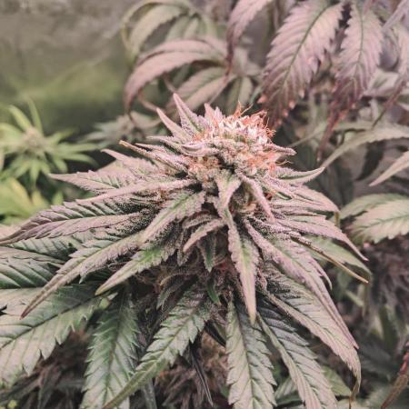 OG Kush SFV - Advanced Seeds