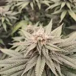 Pineapple Express - Barneysfarm
