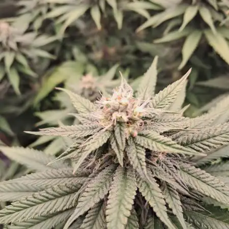 Pineapple Express - Barneysfarm
