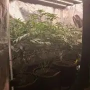 OG Kush SFV - Advanced Seeds