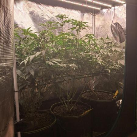 OG Kush SFV - Advanced Seeds