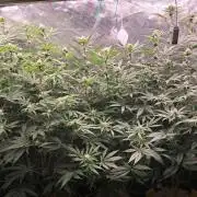 MJ Cuts - Barneyfarms 🍁