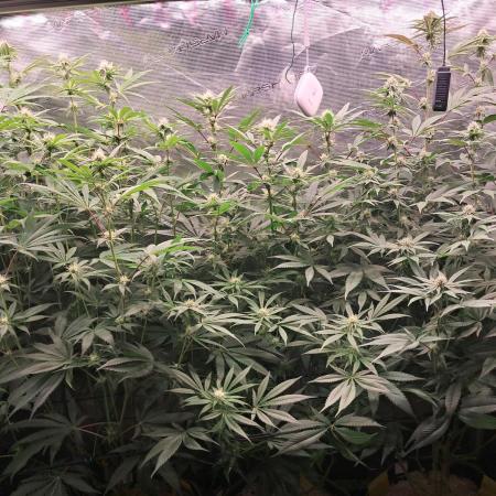 MJ Cuts - Barneyfarms 🍁