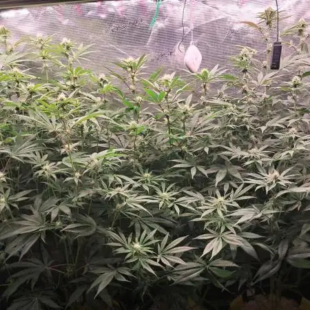 MJ Cuts - Barneyfarms 🍁