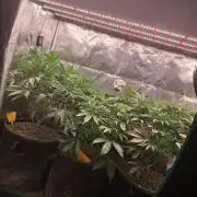 Girl Scout Cookies - Barneyfarms