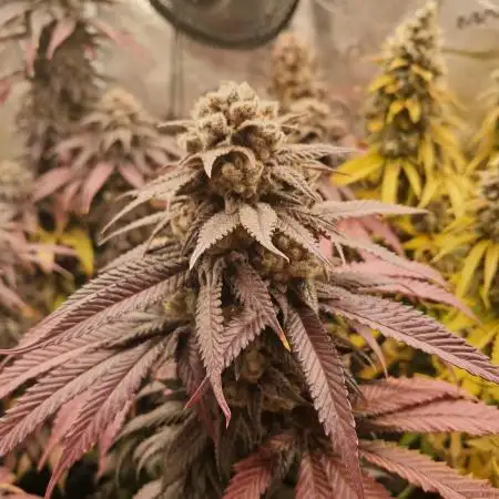 Pineapple Express - Barneysfarm