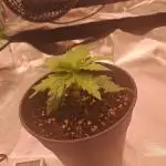 OG Kush SFV - Advanced Seeds