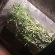 Chocholate Mint OG 2.0