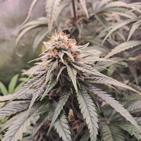 OG Kush SFV - Advanced Seeds