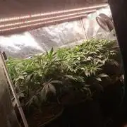 OG Kush SFV - Advanced Seeds