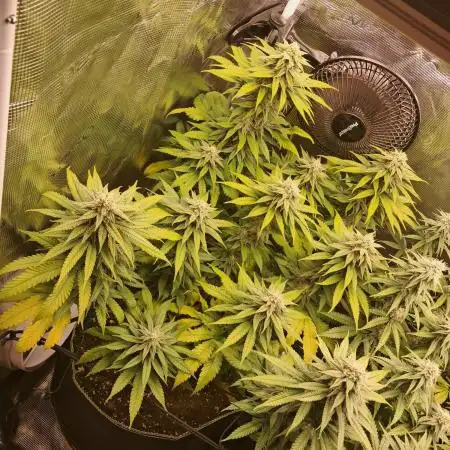 Pineapple Express - Barneysfarm