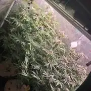 MJ Cuts - Barneyfarms 🍁