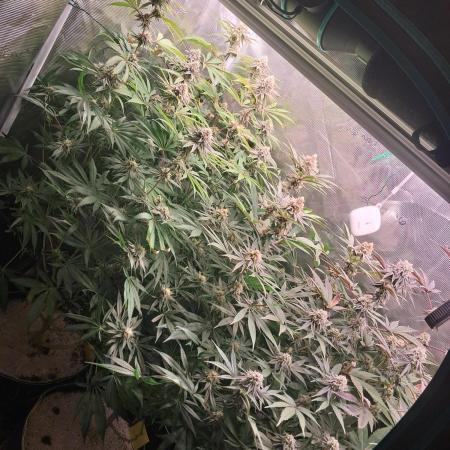 MJ Cuts - Barneyfarms 🍁