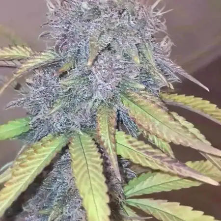 Fastberry - 420 Fastbuds