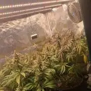 Dutch Passion Seed Company 🍊🐟🍇