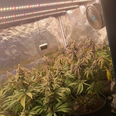 Dutch Passion Seed Company 🍊🐟🍇