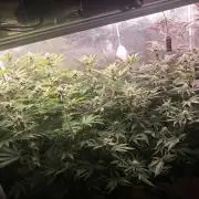 MJ Cuts - Barneyfarms 🍁
