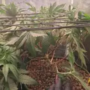 Girl Scout Cookies - Barneyfarms