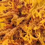 Papaya Cookies - 420 Fastbuds