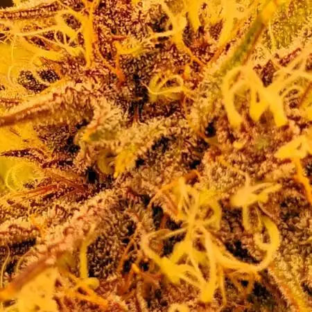Papaya Cookies - 420 Fastbuds