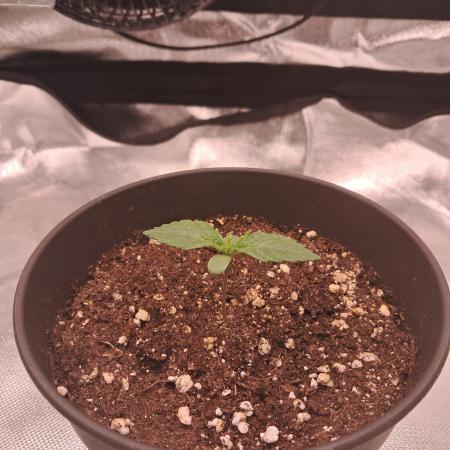 OG Kush SFV - Advanced Seeds