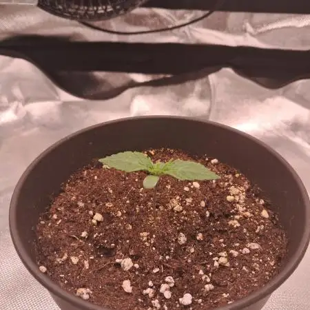 OG Kush SFV - Advanced Seeds