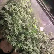 MJ Cuts - Barneyfarms 🍁