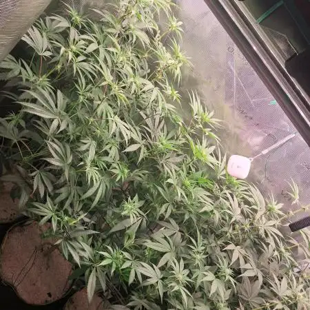 MJ Cuts - Barneyfarms 🍁