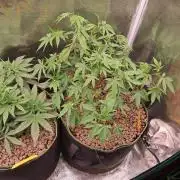 Girl Scout Cookies - Barneyfarms