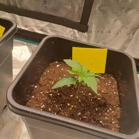 Lemon Orange - Greenhouseseeds