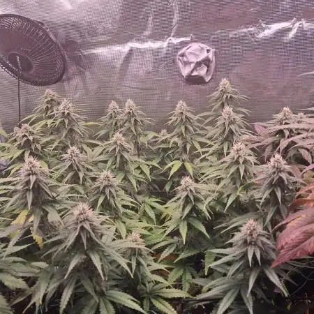Lemon Orange - Greenhouseseeds