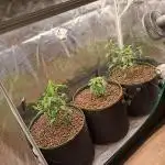 Chocholate Mint OG 2.0