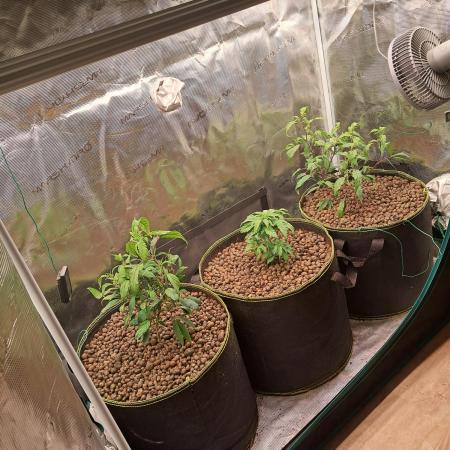 Chocholate Mint OG 2.0