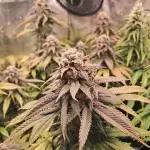Pineapple Express - Barneysfarm
