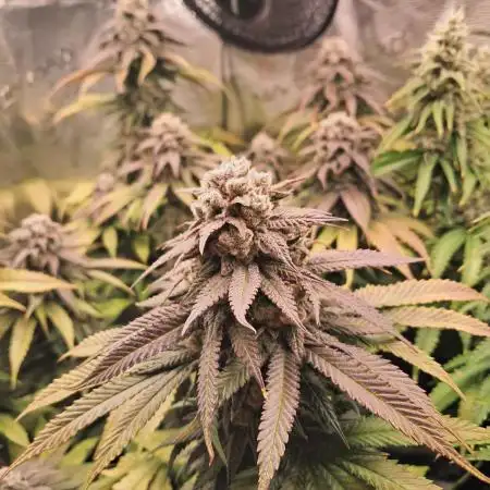 Pineapple Express - Barneysfarm