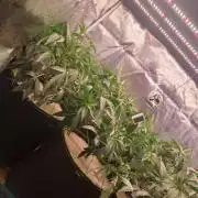 MJ Cuts - Barneyfarms 🍁