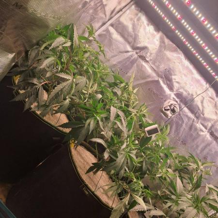 MJ Cuts - Barneyfarms 🍁