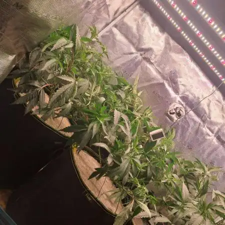MJ Cuts - Barneyfarms 🍁