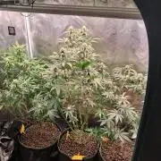 OG Kush SFV - Advanced Seeds