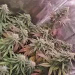 Blueberry Muffin - Humboltseedcompany