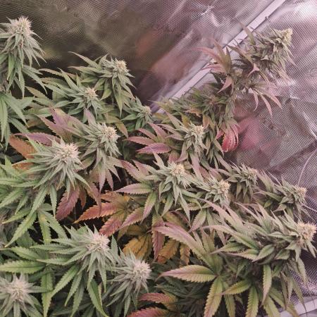 Blueberry Muffin - Humboltseedcompany