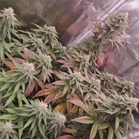 Blueberry Muffin - Humboltseedcompany