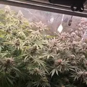 MJ Cuts - Barneyfarms 🍁