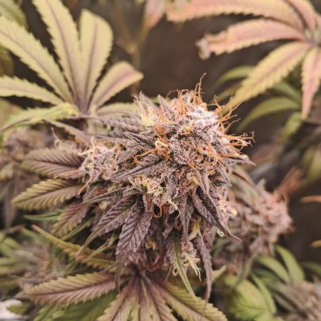 Girl Scout Cookies - Barneyfarms